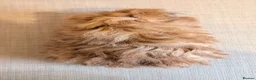 Guinea Pig rodents for sale: Gorgeous Texel Boar - Advert 5
