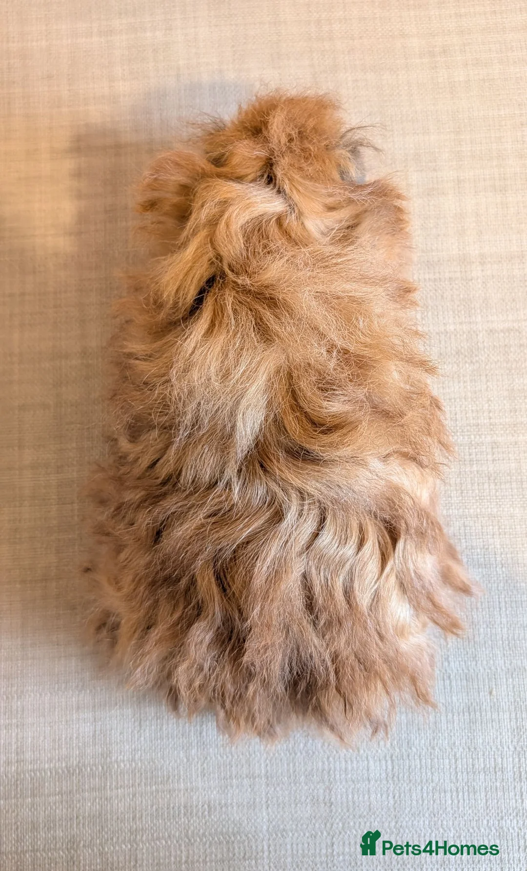 Guinea Pig rodents for sale: Gorgeous Texel Boar - Advert 5