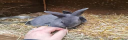 Mixed Breed rabbits for sale: Mixed bread bunnies variety of colours in Haverfordwest - Advert 3