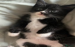 British Shorthair cats for sale: two girl kittens  - Image 6