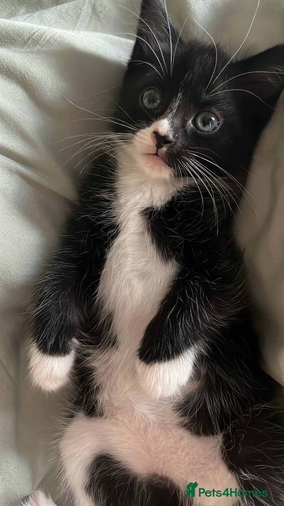 British Shorthair cats for sale: two girl kittens  - Image 6