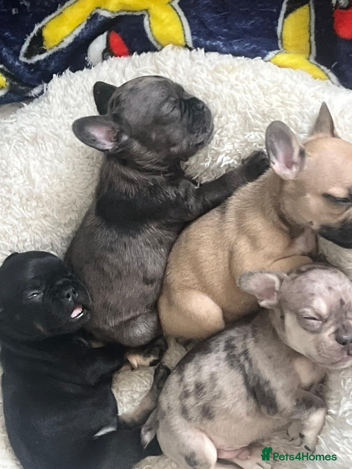 French Bulldog dogs for sale: French bulldog puppys  - Advert 19