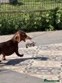 Dachshund dogs Adult standard dachshund  - Advert 1