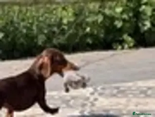 Dachshund dogs Adult standard dachshund - Advert 1
