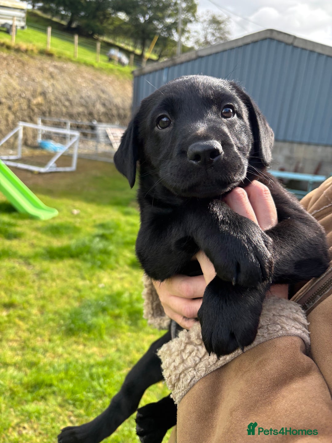 Champagne Chocolate Lab Colors Charcoal Labrador Retriever Puppies