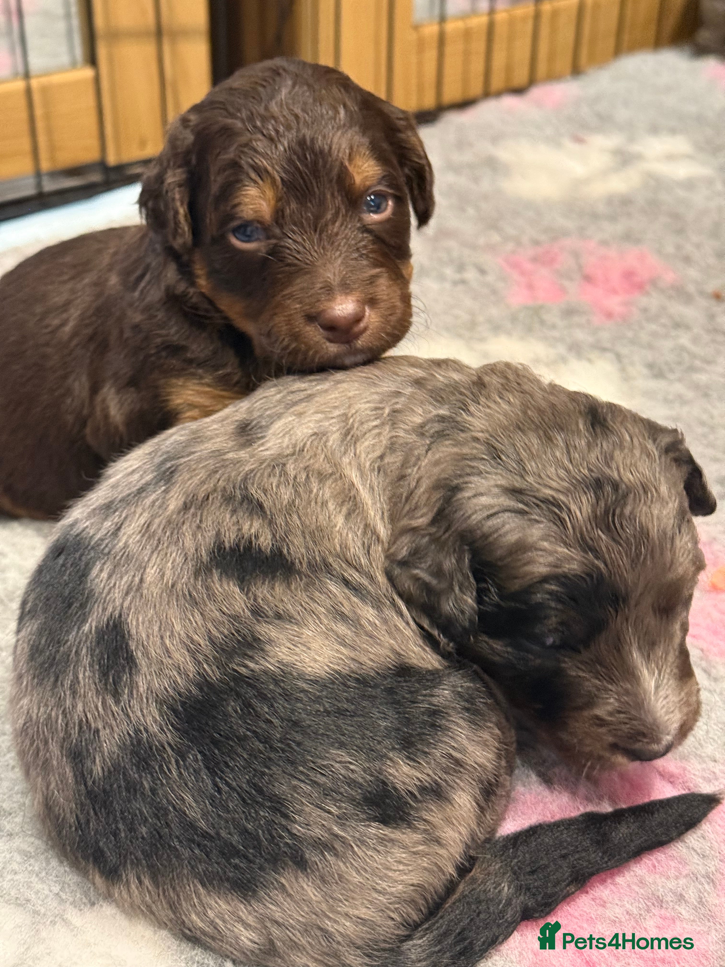 Bernedoodle dogs Health tested miniature bernedoodles - Advert 2