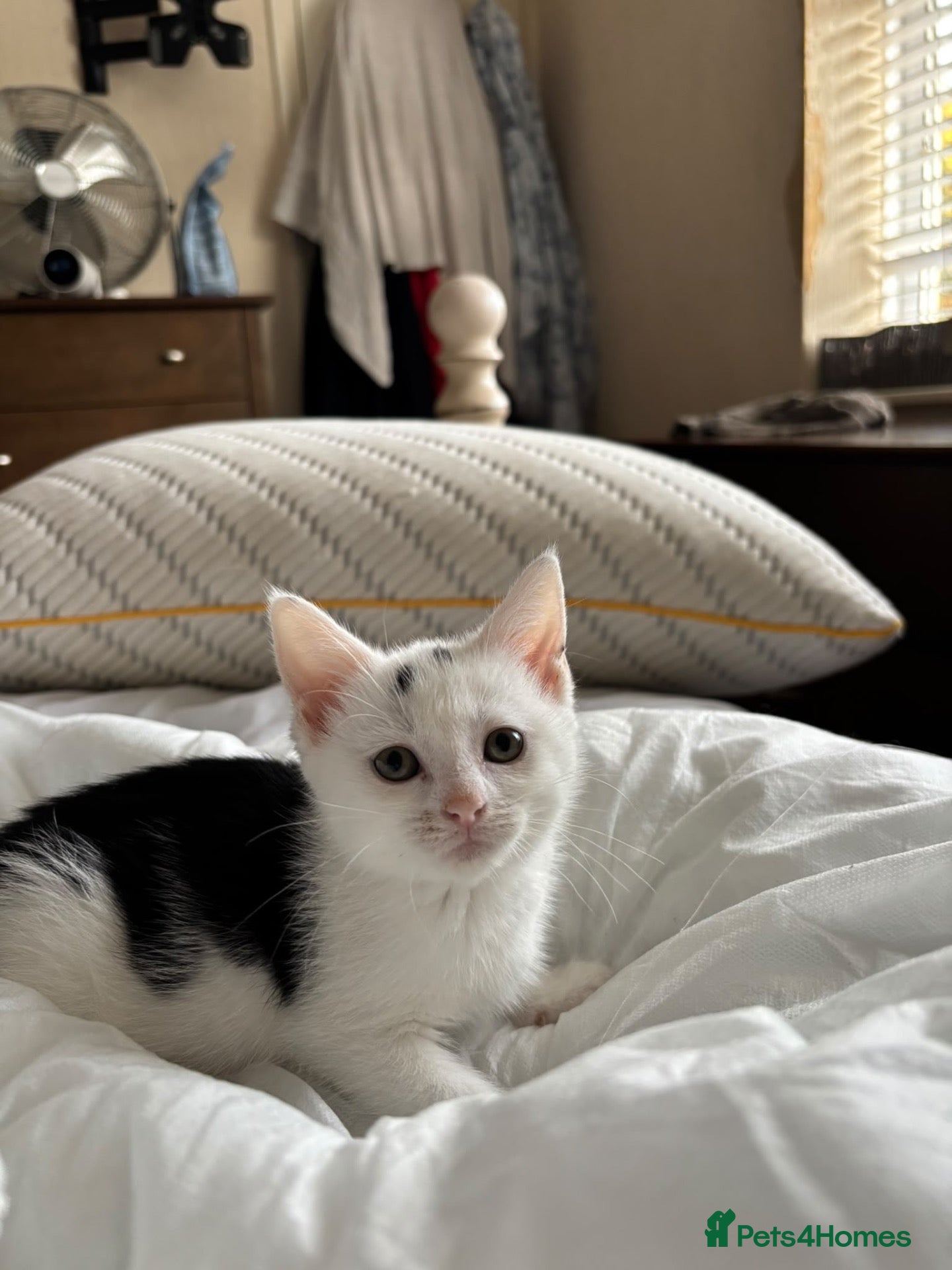 Domestic Shorthair cats Affectionate Kittens - Adopt Cats in Crisis ELdn - Advert 4