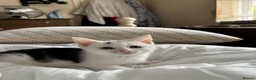 Domestic Shorthair cats for adoption: Affectionate Kittens - Adopt Cats in Crisis ELdn - Advert 1