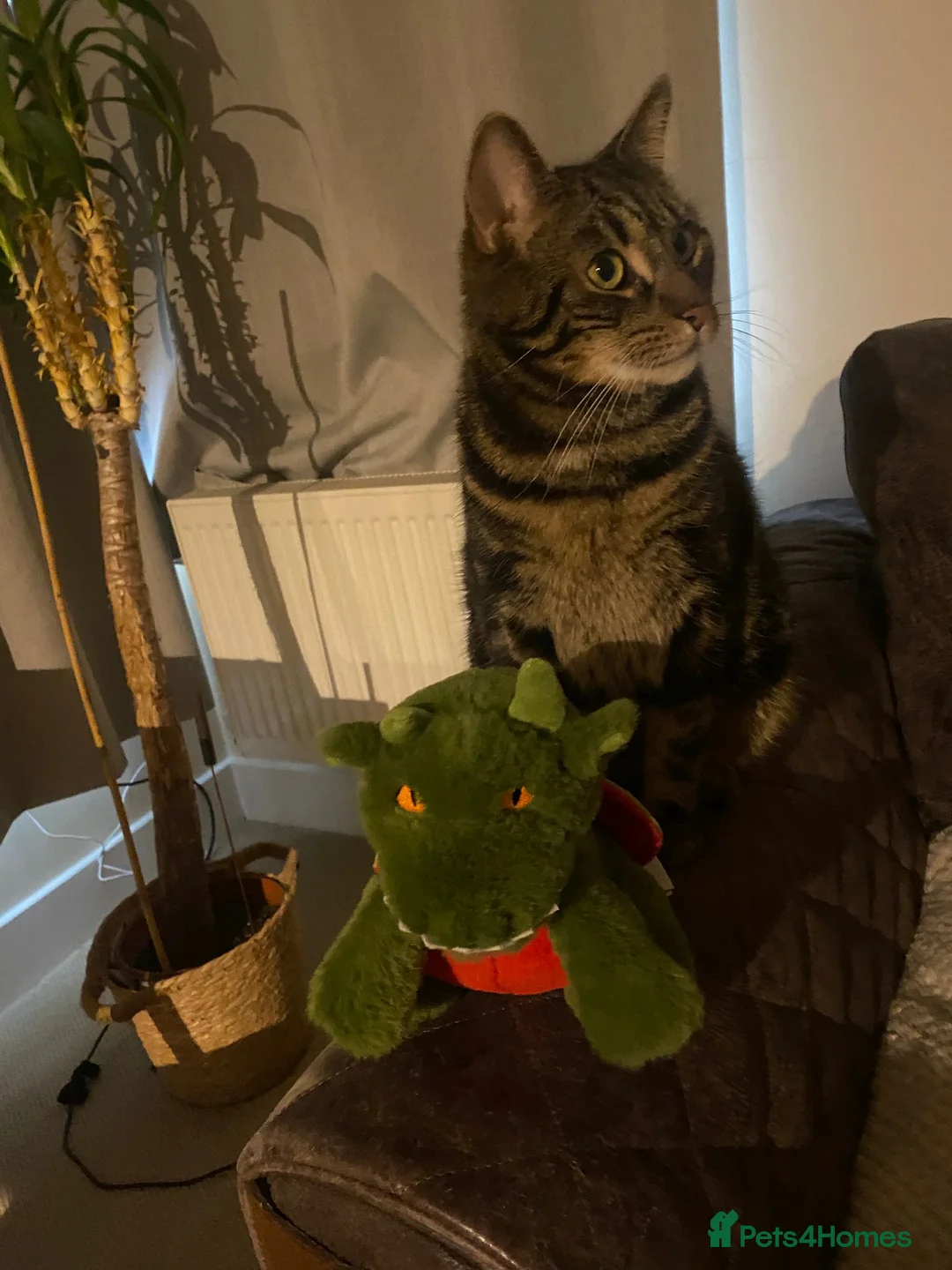 Mixed Breed cats for sale: 🐾 Looking for a Loving Home - Spoty & Oscar 🐾 - Advert 11