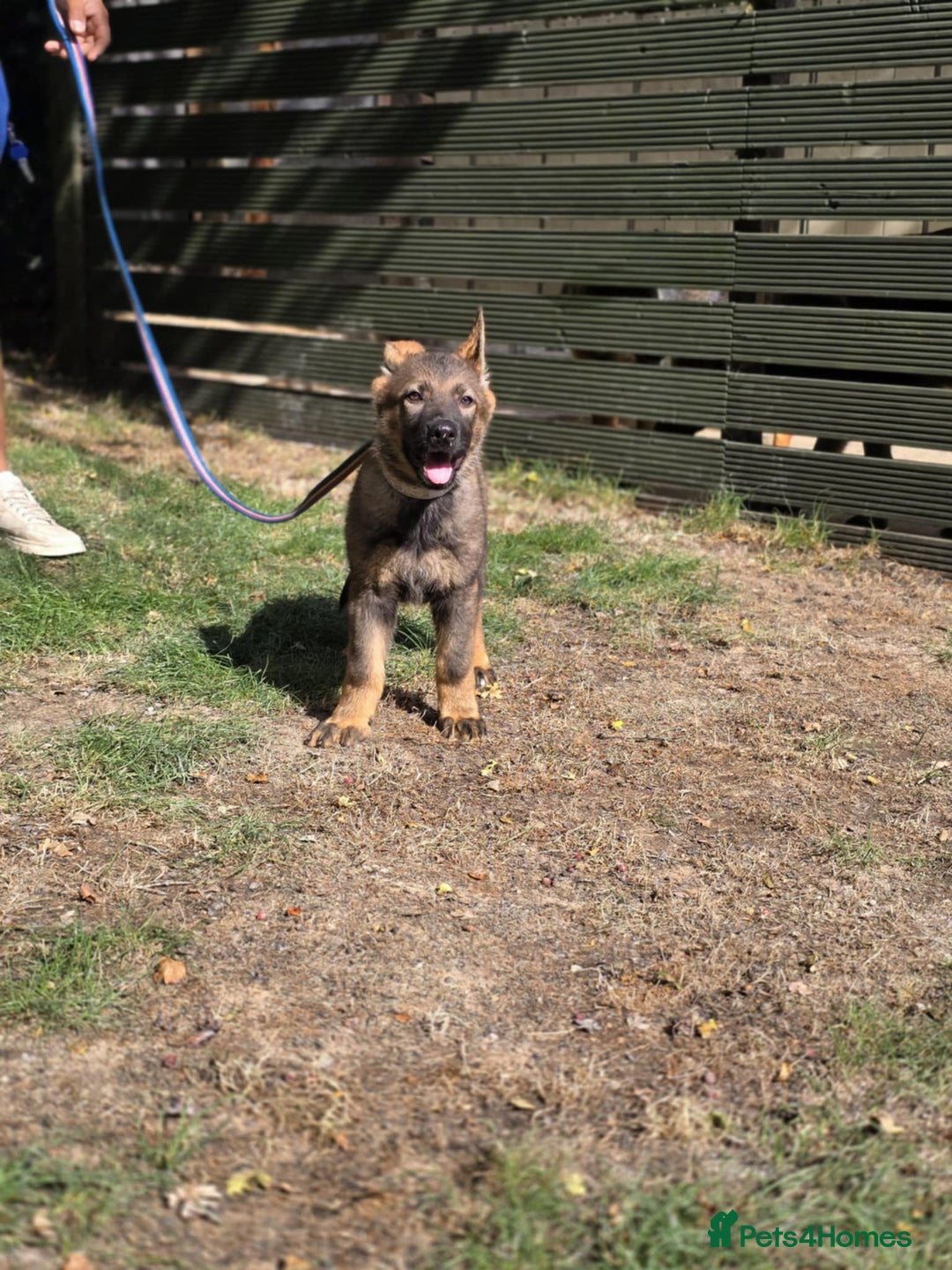 German Shepherd dogs for sale: German Shepherd puppies  - Image 4