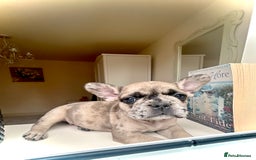 French Bulldog dogs for sale: REDUCED Frenchie pup's Home Raised with Love 💘 - Image 6