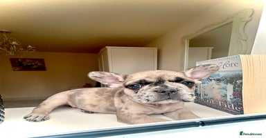 French Bulldog dogs - Advert 5