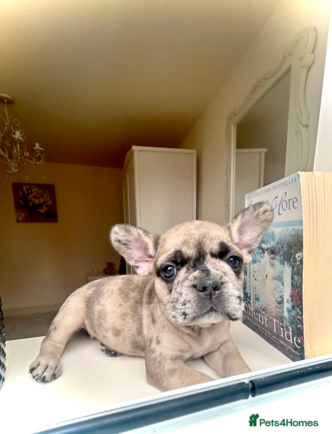 French Bulldog dogs for sale: REDUCED Frenchie pup's Home Raised with Love 💘 - Image 6
