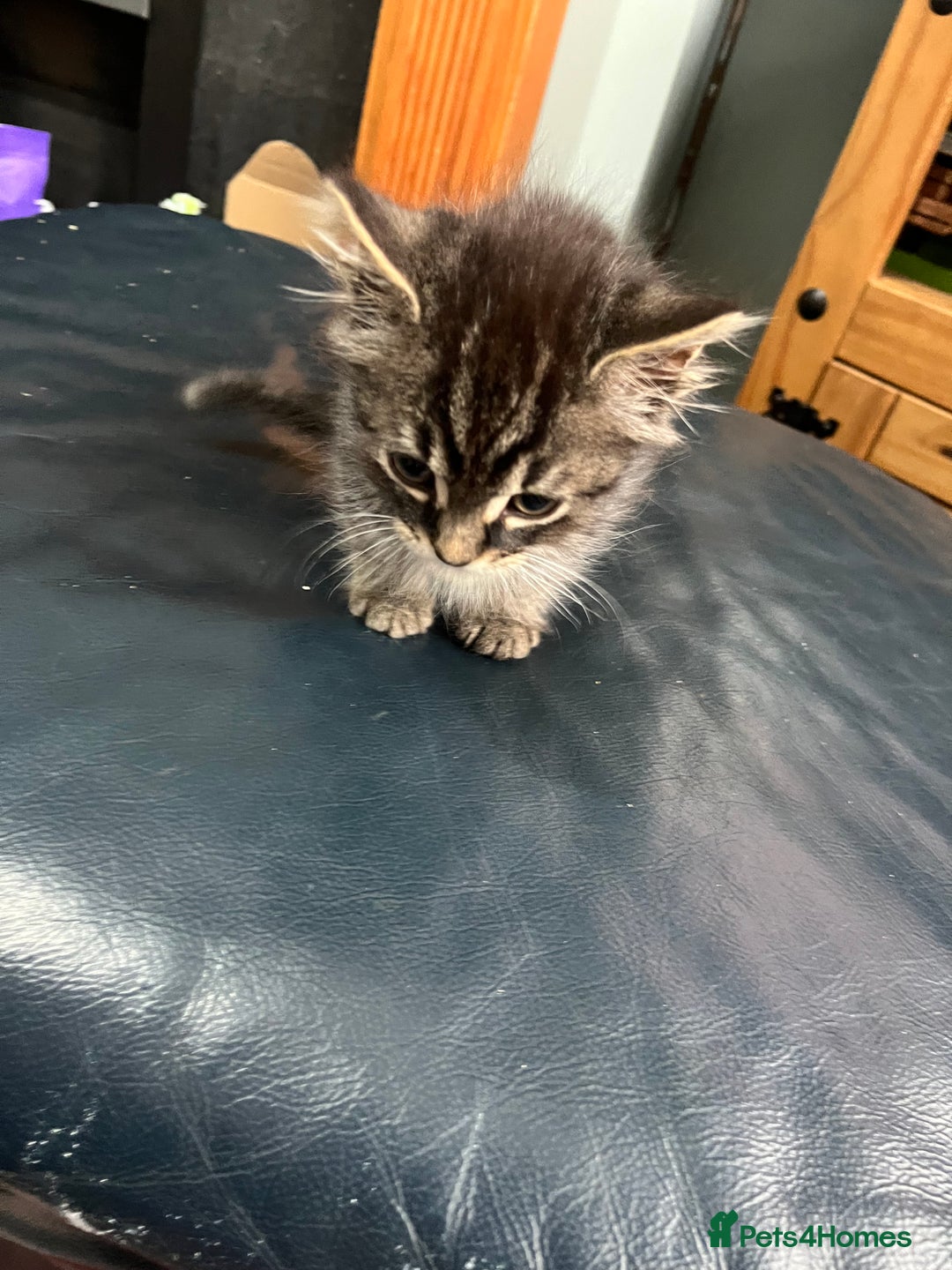 Mixed Breed cats for sale: 2 gorgeous playful kittens - Image 7