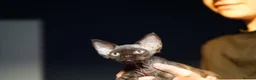 Devon Rex cats for sale: 🤎 Chocolate Devon Rex Boy Umber 🤎 - Advert 6