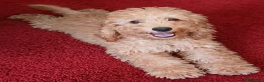 Cockapoo 3