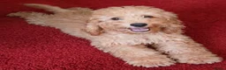 Cockapoo dogs for sale: Adorable Cockapoos Looking for Loving Homes 🐶❤️  - Advert 8