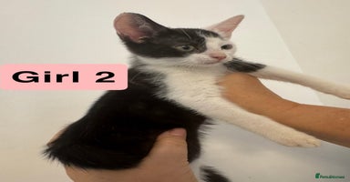 Domestic Shorthair cats - Advert 6