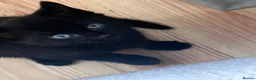 Mixed Breed cats for sale: 5 kittens for rehoming in London - Advert 18