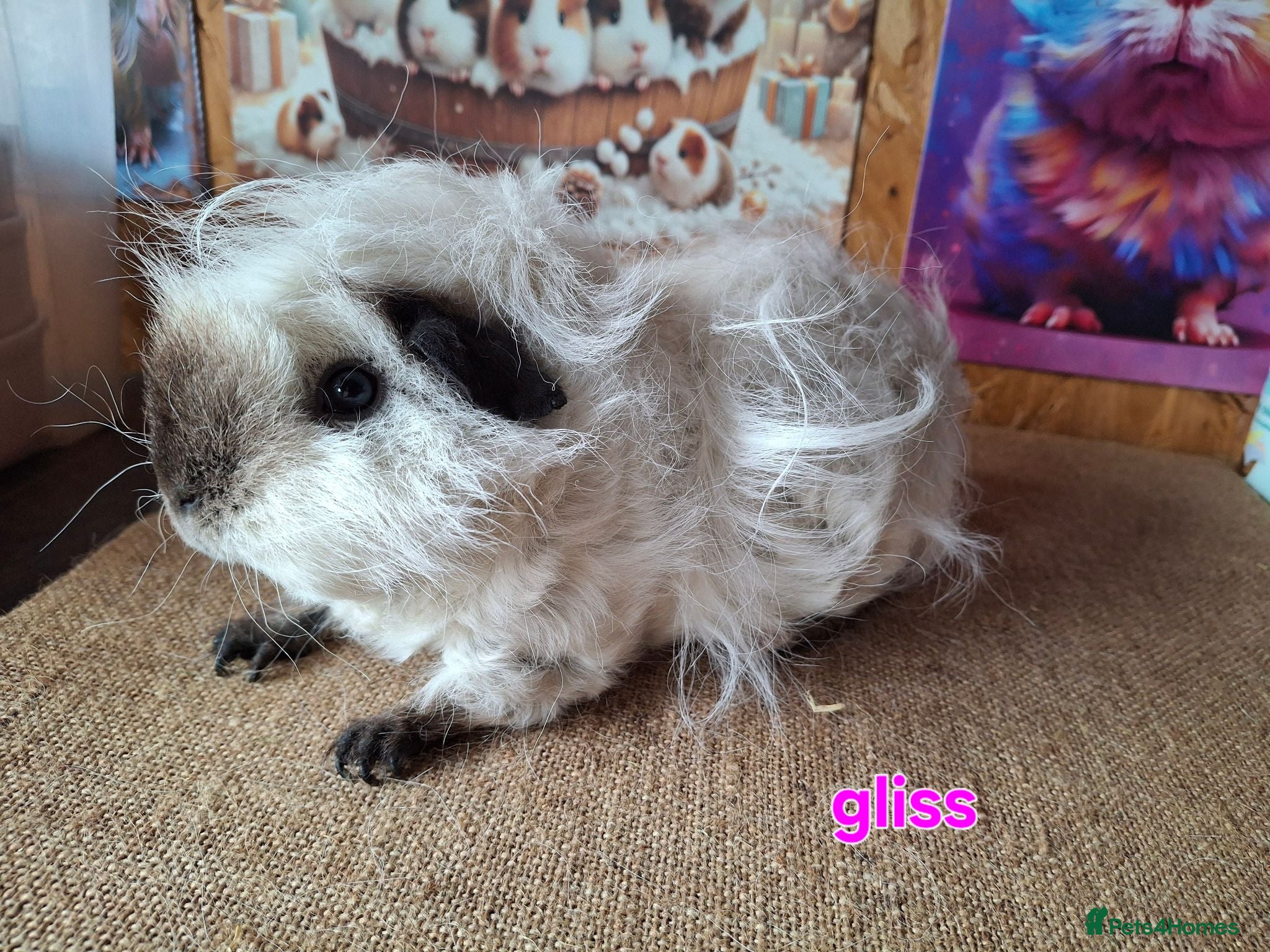 Guinea Pig rodents Lunkarya  - Advert 1