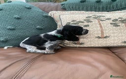 Cocker Spaniel dogs for sale: Cocker Spaniel (Show type ) KC registered pedigree - Image 6