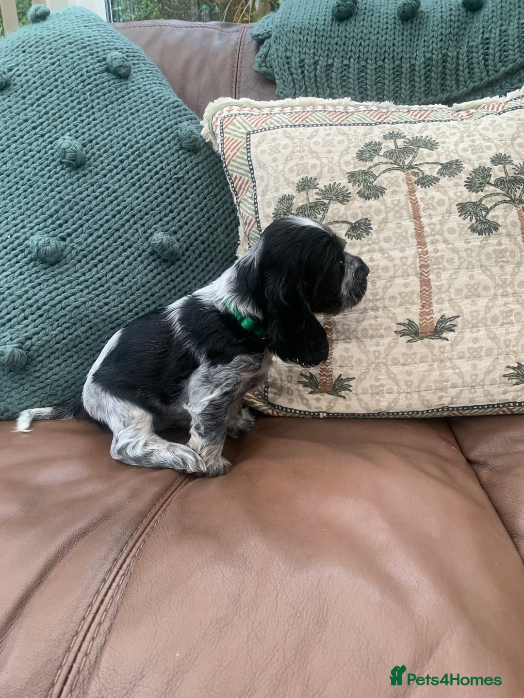 Cocker Spaniel dogs for sale: Cocker Spaniel (Show type ) KC registered pedigree - Image 6