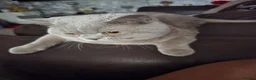 British Shorthair cats for sale: Lilac Male British short hair  in London - Advert 2