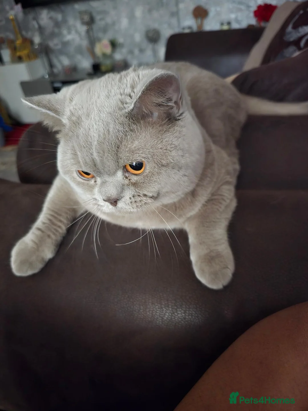 British Shorthair cats for sale: Lilac Male British short hair  in London - Advert 2