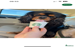 Cavalier King Charles Spaniel dogs for sale: 🐾 KC Registered Health Tested Puppies 🐾 - Image 22