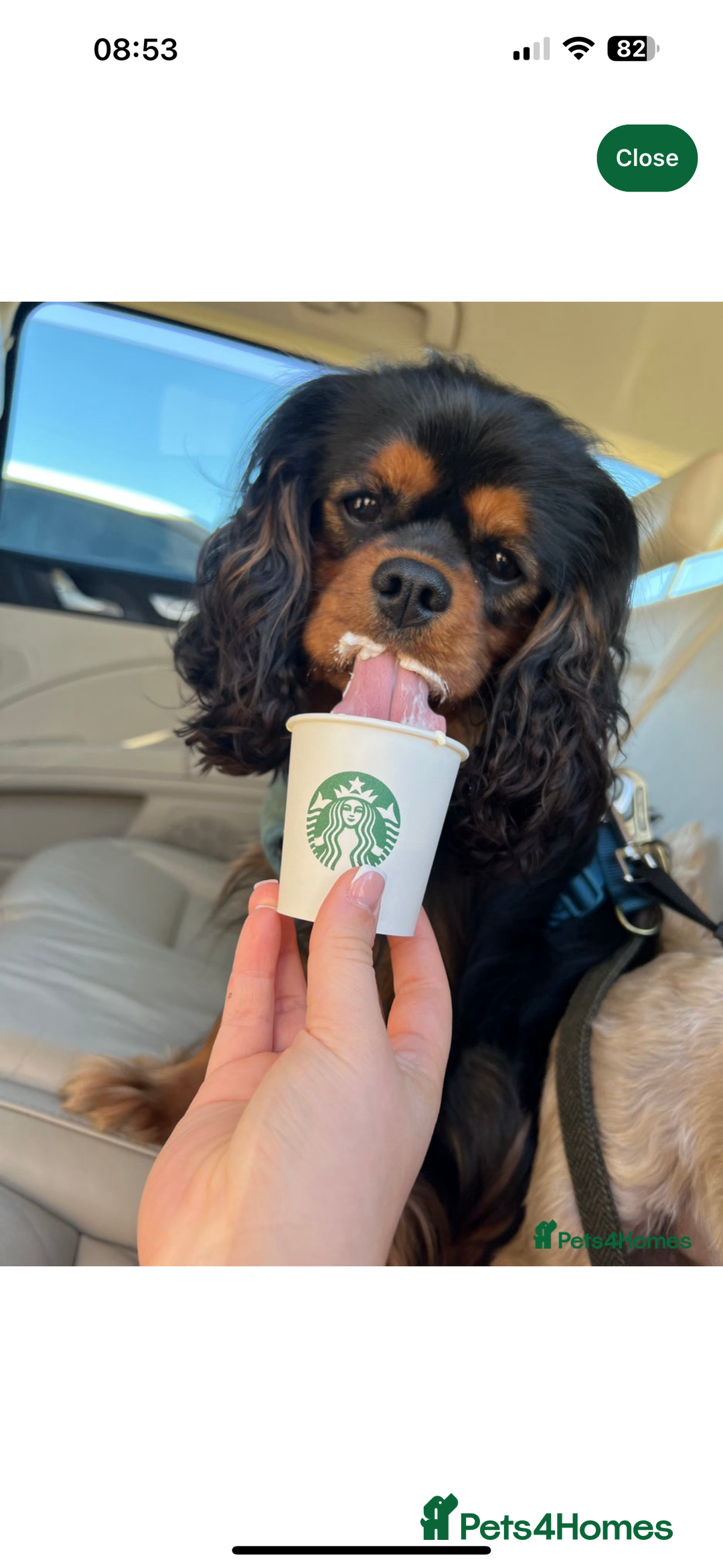 Cavalier King Charles Spaniel dogs for sale: 🐾 KC Registered Health Tested Puppies 🐾 - Image 22