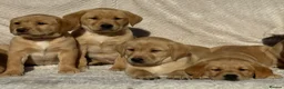 Labrador Retriever dogs for sale: Beautiful litter of KC reg Labrador puppies  - Advert 9