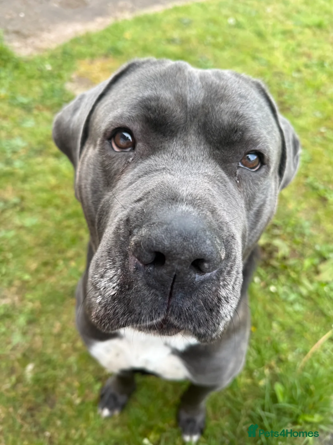 Cane Corso dogs for sale: Cuddly cane corso  in Lichfield - Advert 2
