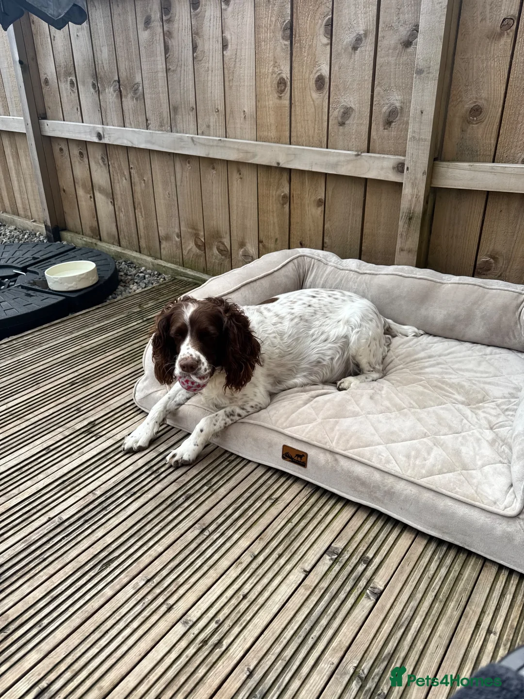 English Springer Spaniel dogs for sale: English springer spaniels puppies  in Preston - Advert 1