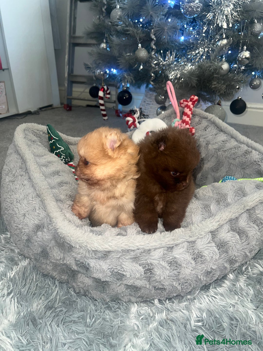 Pomeranian dogs for sale: Pomeranian pups BOY sold GIRL REMAINING 🐶 - Advert 13