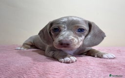 Miniature Dachshund dogs for sale: Miniature dachshund puppies  - Image 12