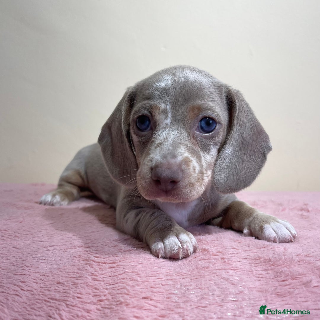 Miniature Dachshund dogs for sale: Miniature dachshund puppies  - Image 12