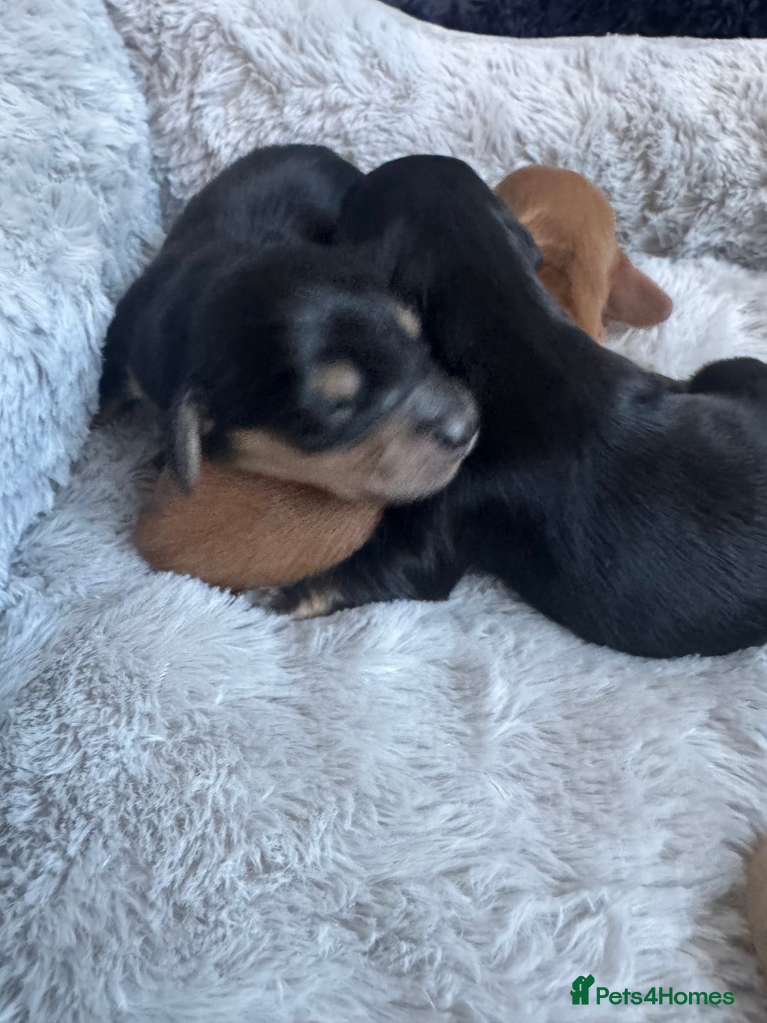 Miniature Dachshund dogs for sale: BEAUTIFUL KC LONG HAIR PUPPYS AVAILABLE TO RESERVE - Advert 14