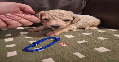 Cockapoo dogs - Advert 1