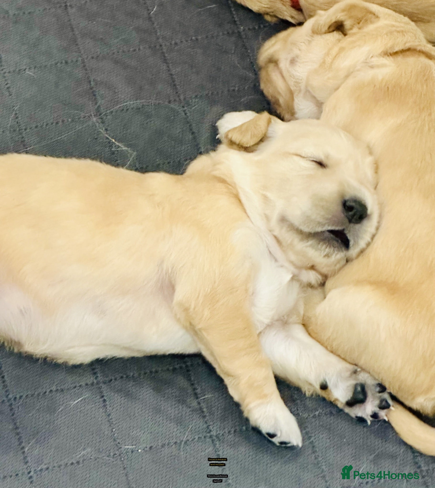 Golden Retriever dogs KC Registered Golden Retriever Puppies    - Advert 2
