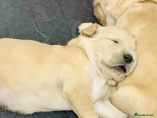 Golden Retriever dogs for sale: KC Registered Golden Retriever Puppies - Advert 1