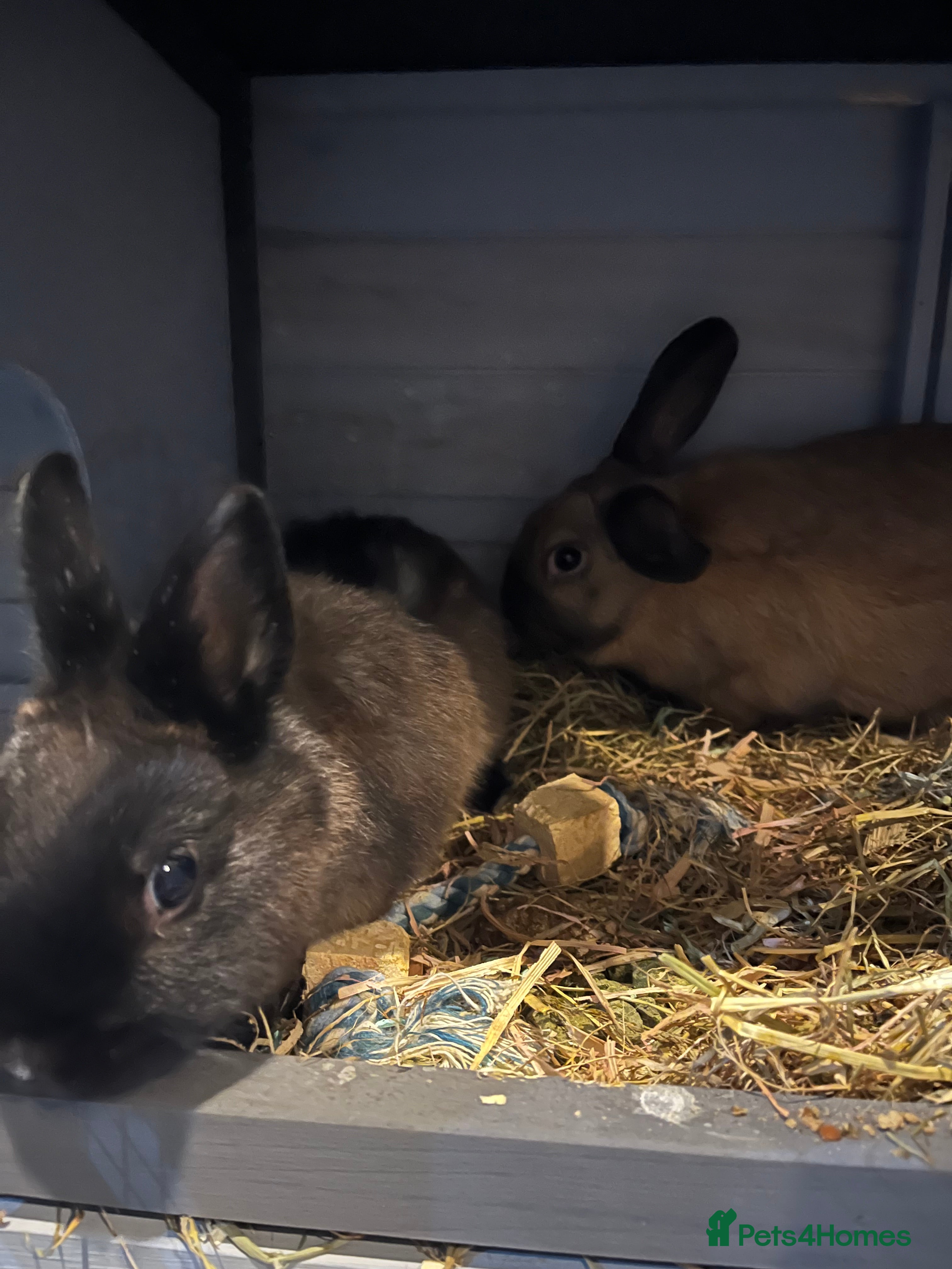 Mixed Breed rodents Two rabbits that can’t be separated  - Advert 11