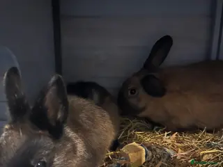 Mixed Breed rodents Two rabbits that can’t be separated - Advert 12