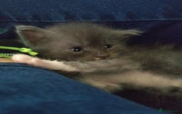 Maine Coon cats for sale: Maine Coon - Image 2