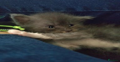 Maine Coon cats - Advert 9