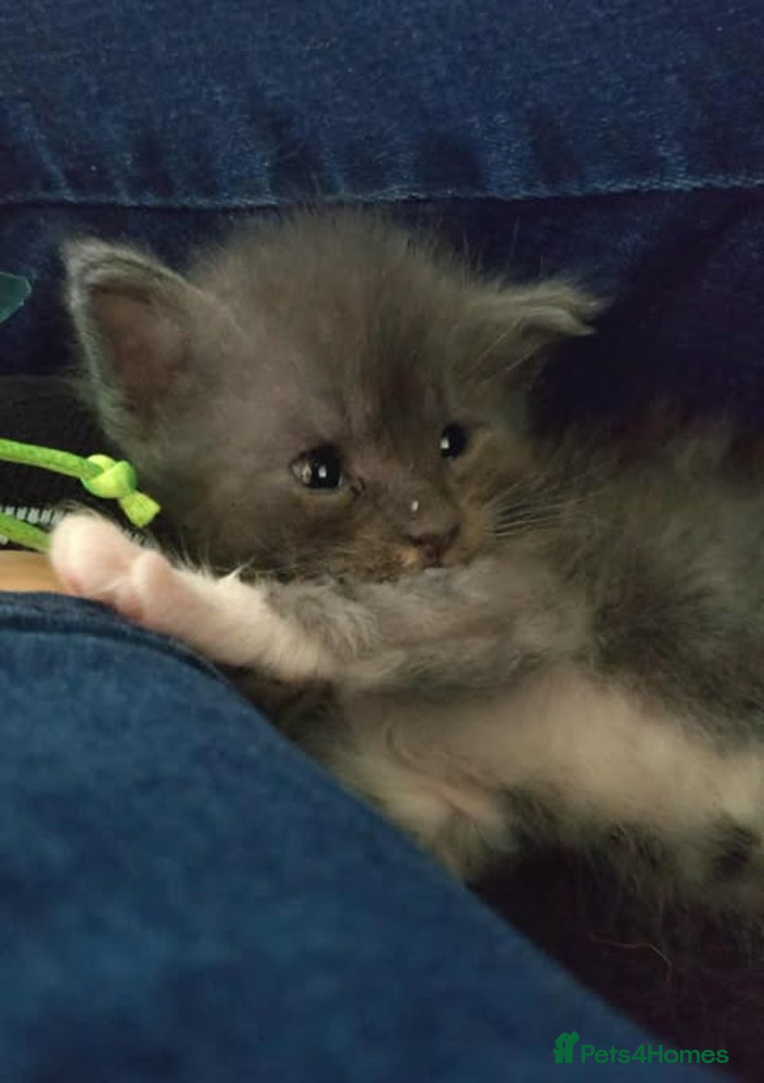Maine Coon cats for sale: Maine Coon - Image 2