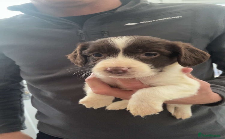 English Springer Spaniel dogs - Advert 13