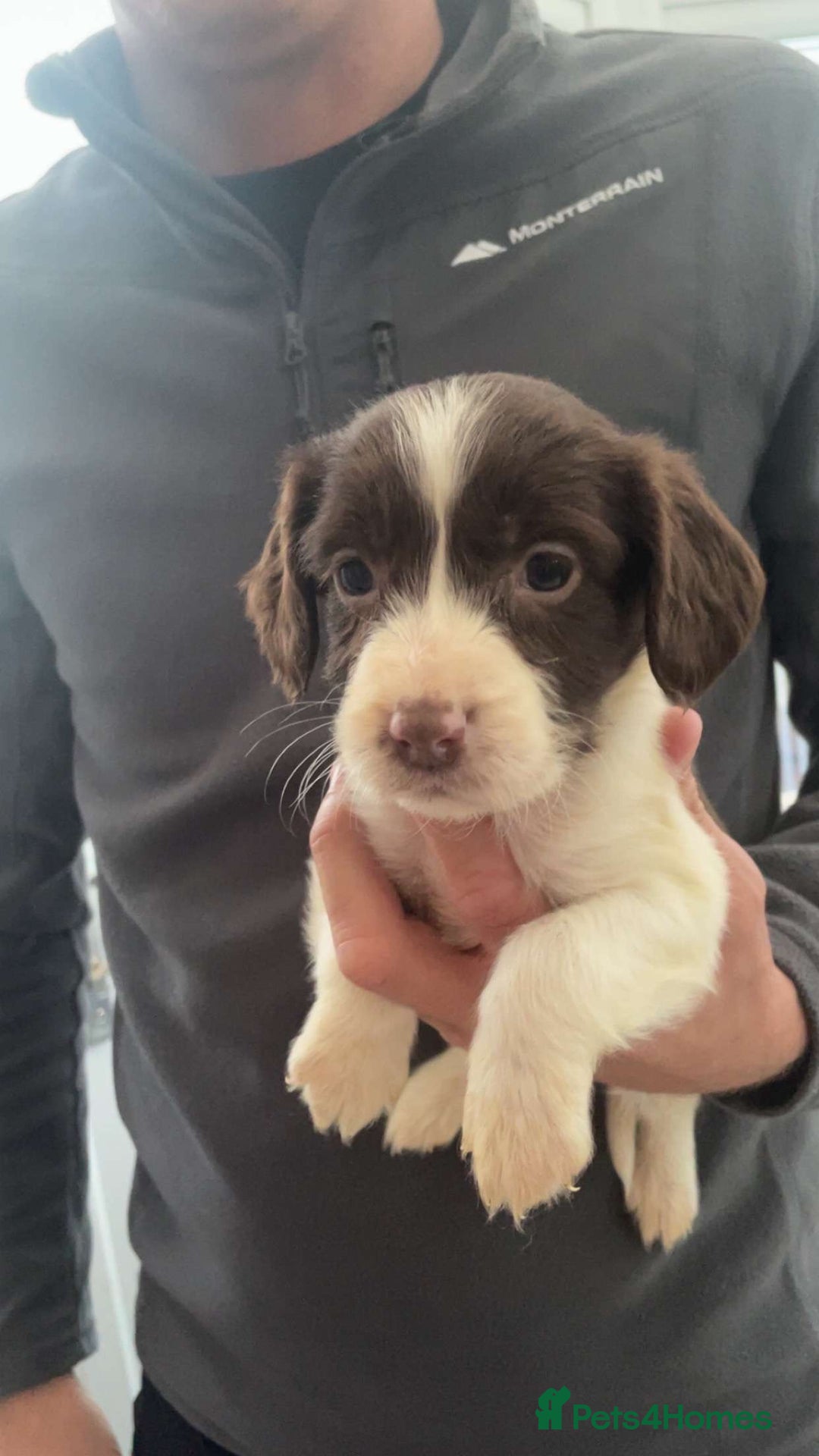 English Springer Spaniel dogs for sale: English springer spaniel puppies  - Image 1