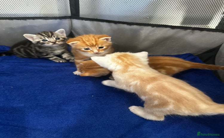 Domestic Shorthair cats - Advert 1