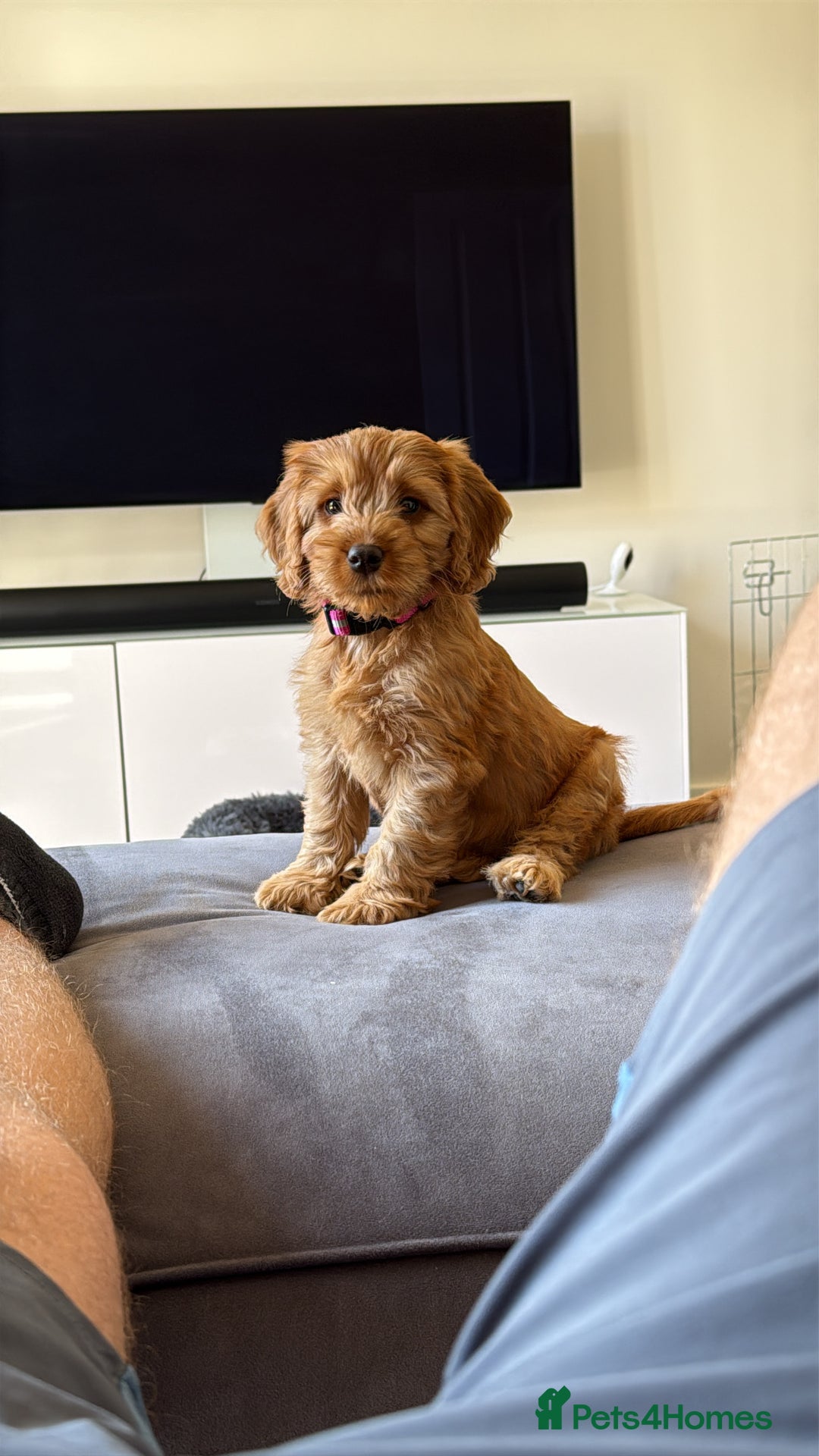 Cockapoo dogs for sale: 10 week old cockerpoo - Image 3