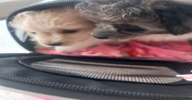 Mixed Breed dogs - Advert 7